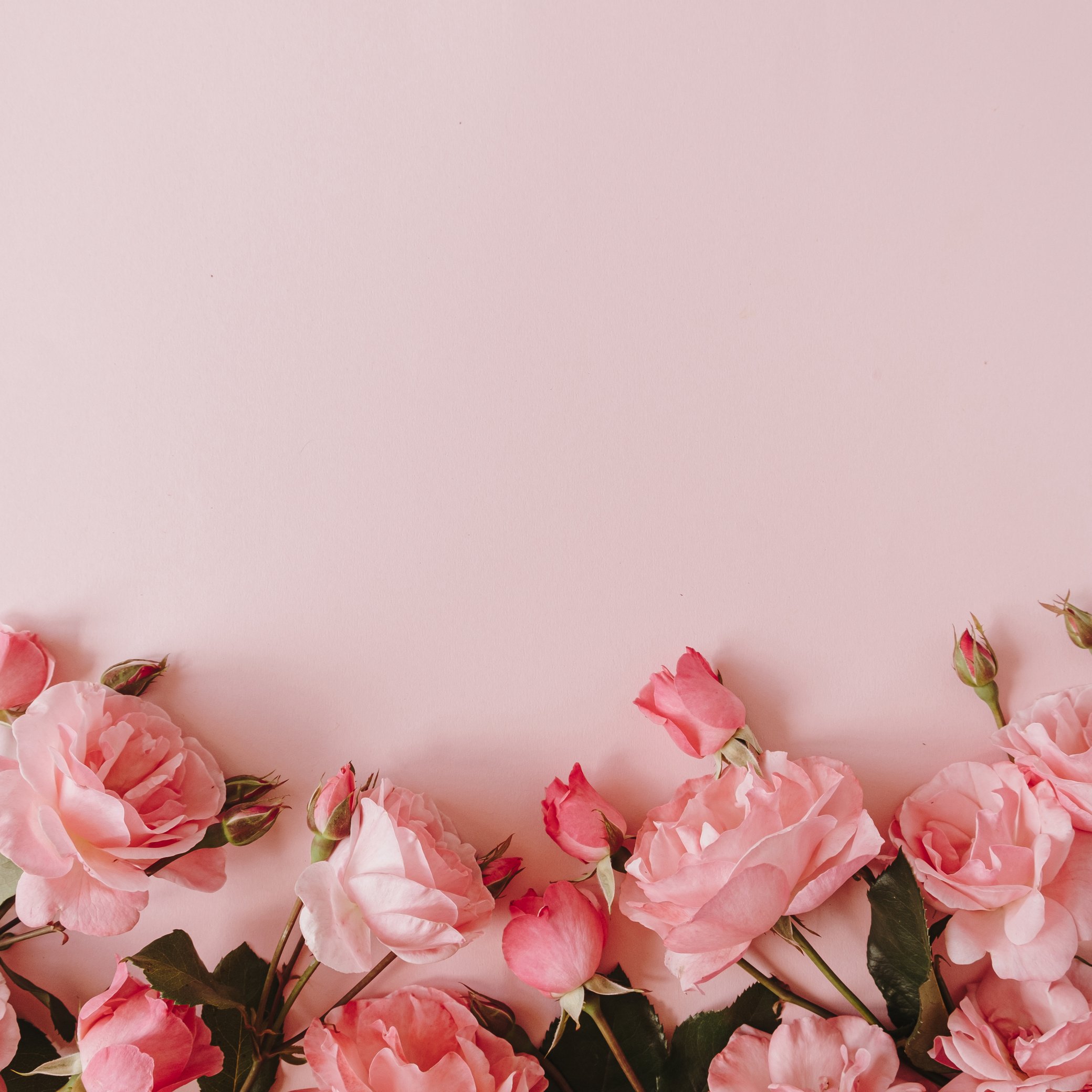 Pink Roses on Pink Background